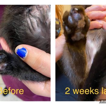 Pets & Vets - In progress kitten injury being treated at Pets and Vets - Veterinarians Near Me - Miami Beach, Florida Pets & Vets - In progress kitten injury being treated at Pets and Vets - Veterinarians Near Me - Miami Beach, Florida
