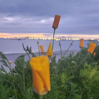 Bluff Park - California Poppy the State Flower showing off! - Parks Near Me - Long Beach, California Bluff Park - California Poppy the State Flower showing off! - Parks Near Me - Long Beach, California