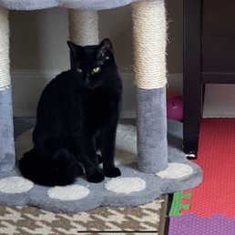 My sweet Blackie a few months before her unexpected and sudden passing due to lymphoma,she was a very special cat Mommy. My sweet Blackie a few months before her unexpected and sudden passing due to lymphoma,she was a very special cat Mommy.