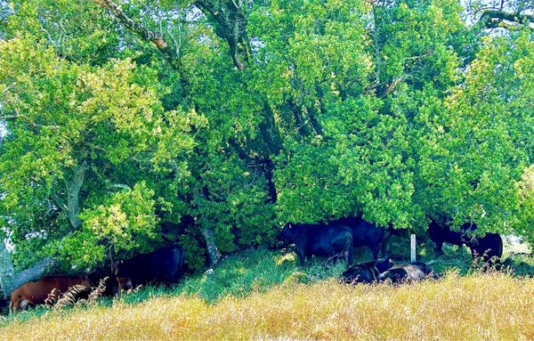 North Sonoma Mountain Regional Park by null