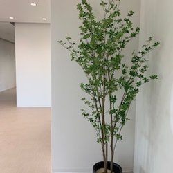 Anysize Art And Plants
