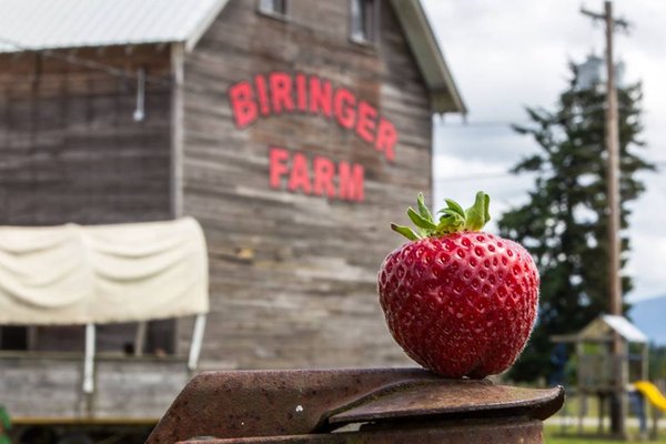 Biringer Farms by null