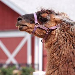 Cosley Zoo - Llama. Or Alpaca