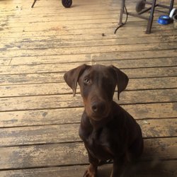 Anderson Animal Clinic - My dogs, my loves. This is Jango my Doberman. 1 yr old. Watch out for him.
