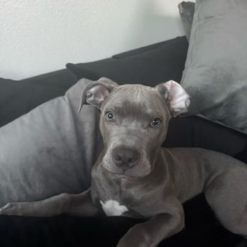 Top Performance Dog Training - Pet Training Near Me