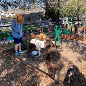 Ohlone Dog Park - Doggy watering station-very popular spot - Dog Parks Near Me - Berkeley, California