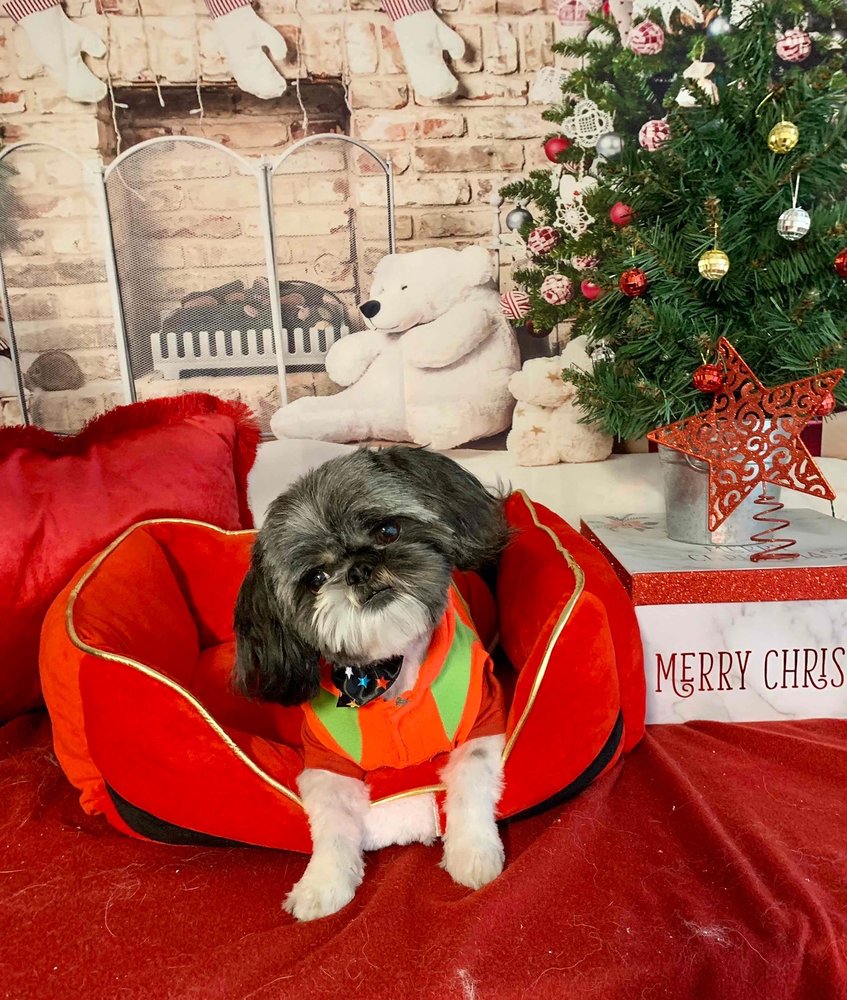 SPOKANE PAW PRINTS GROOMING Updated October 2024 72 Photos & 20