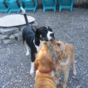 DailyDOGS - Dog Walkers Near Me - Shoreline, Washington