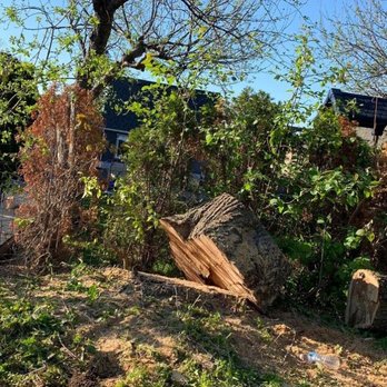 Castor Tree Care - Photo - Tree Services Near Me - Toronto, Ontario Castor Tree Care - Photo - Tree Services Near Me - Toronto, Ontario