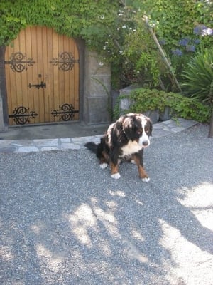 Patland Estate Vineyards by null