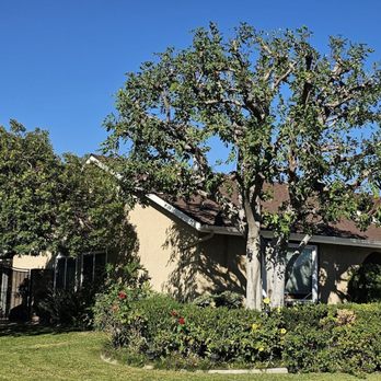 Jimmys Tree Care - Tree Services Near Me