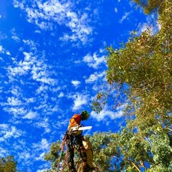 Robin Hilton Land and Tree Company - LARGE TREE REMOVAL - Rope work involved in order to safely lower the tree down without damaging or compromising the property.