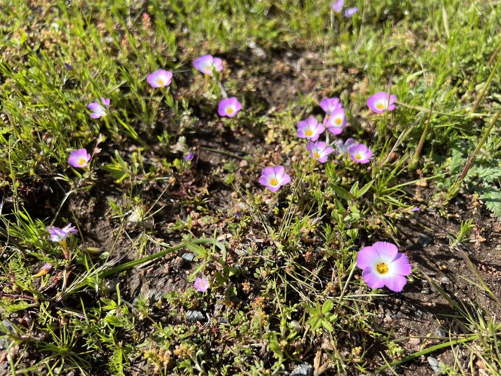Ramona Grasslands Preserve - equestrian in Ramona, CA