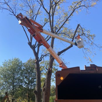 Premium Tree Service - Tree Services Near Me Premium Tree Service - Tree Services Near Me