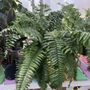 Photo of Alameda GreenHouse