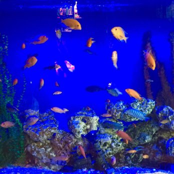 Las Costas Nayaritas - Beautiful aquarium in entryway. - Seafood Near Me - Duluth, Georgia