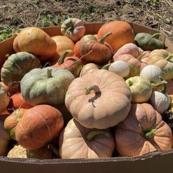 Ashlock Farms - Pumpkin Time