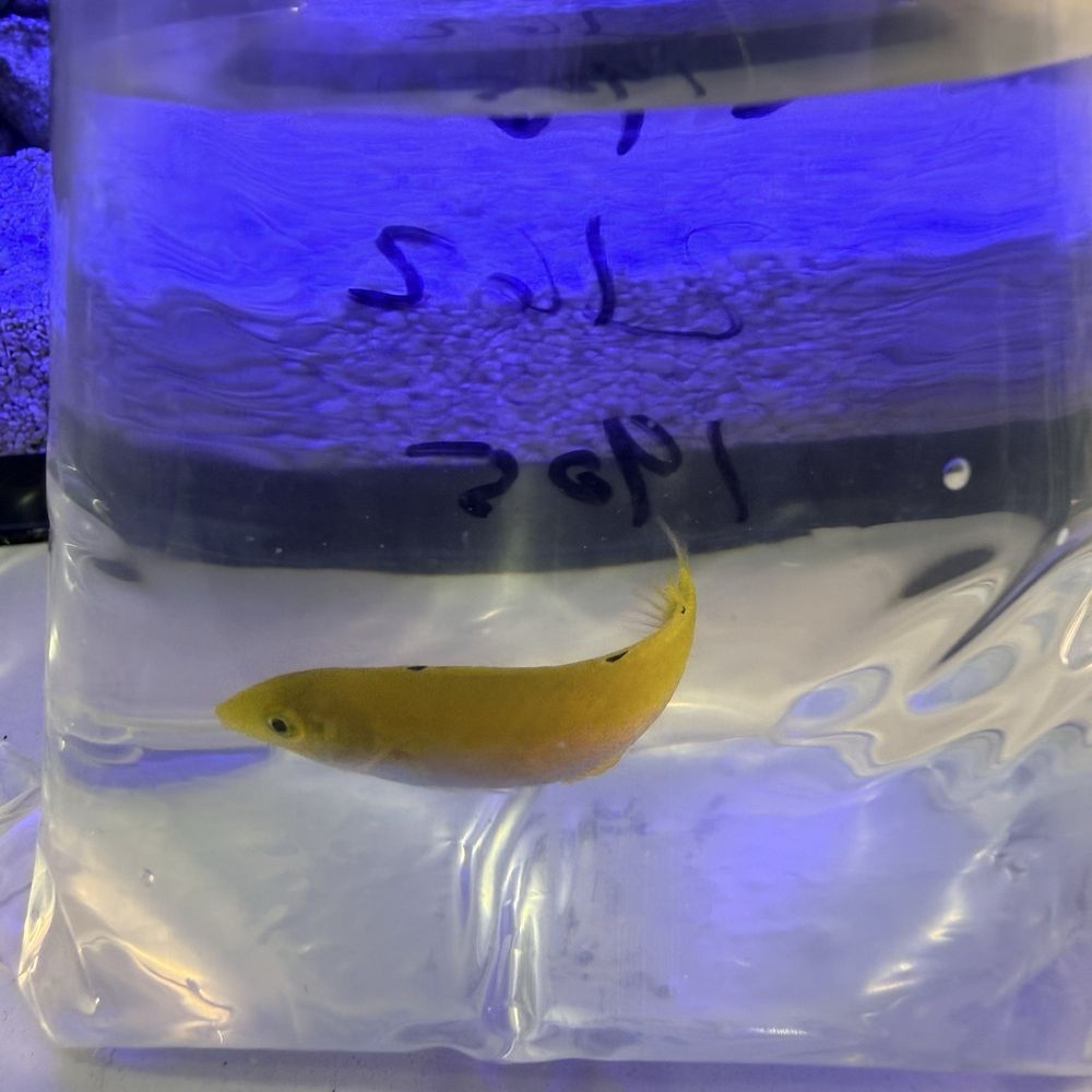Deep Sea Creations - Aquarium Services Near Me - Temecula, California