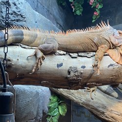 St Andrews Aquarium - Iguana