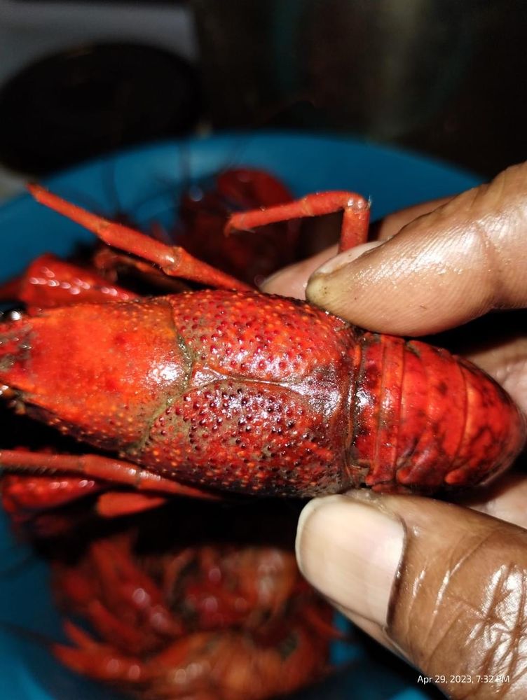 Food from T'Beaux's Crawfish & Catering - Clinton
