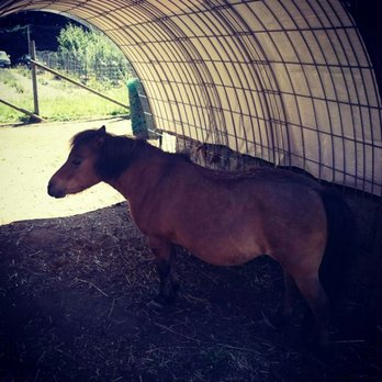 Scented Acres Lavendar Farm - Miniature horse - Attraction Farms Near Me - Vancouver, Washington Scented Acres Lavendar Farm - Miniature horse - Attraction Farms Near Me - Vancouver, Washington