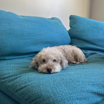 Vinny’s Wolfpack - Pet Groomers Near Me