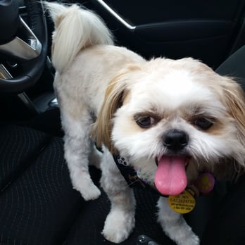 Pet Buddies Pet Care - Pet Groomers Near Me - Wesley Chapel, Florida Pet Buddies Pet Care - Pet Groomers Near Me - Wesley Chapel, Florida