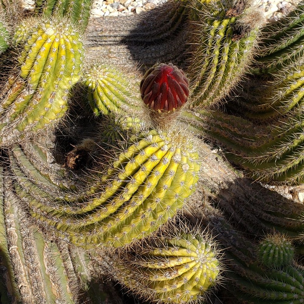 Poot's Cactus Nursery - Nurseries & Gardening Near Me - Ripon, California Poot's Cactus Nursery - Nurseries & Gardening Near Me - Ripon, California