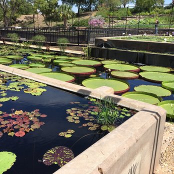 International Waterlily Collection - Botanical Gardens Near Me - San Angelo, Texas International Waterlily Collection - Botanical Gardens Near Me - San Angelo, Texas
