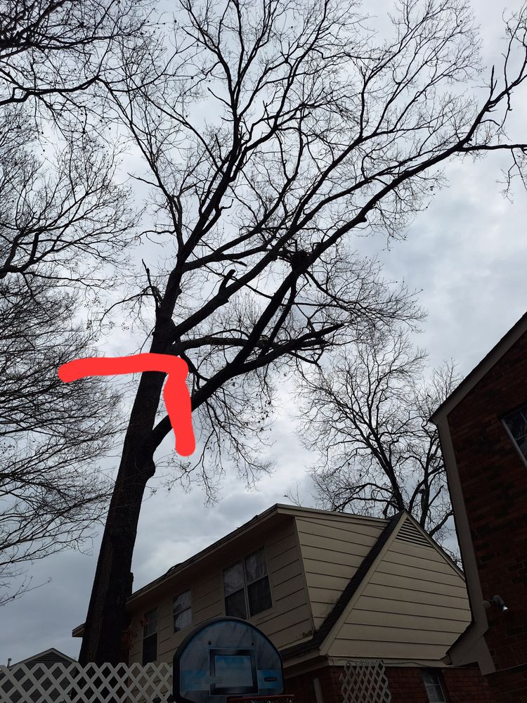 Mendez Tree Service - tree service in Memphis, TN