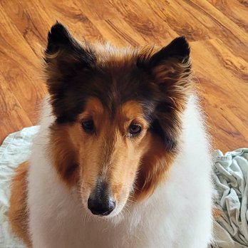 Franko's Dog Grooming - Pet Groomers Near Me - Vancouver, Washington