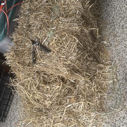 Wanamaker Feed & Seed - Hay bale partially used