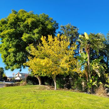 Lucero General Landscaping - Before - Tree Services Near Me Lucero General Landscaping - Before - Tree Services Near Me