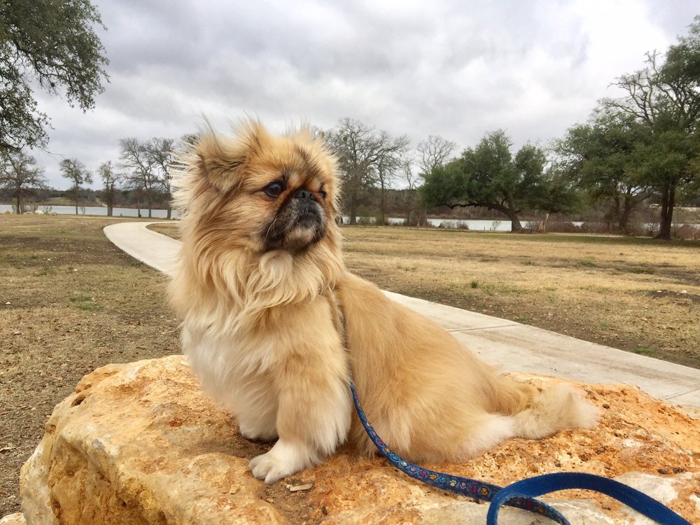 LUCKY DOG GROOMING Updated September 2024 64 Photos & 142 Reviews