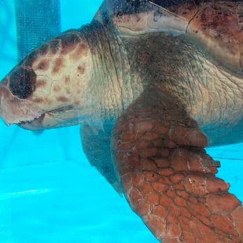 Loggerhead Marinelife Center - Community Service/Non-Profit Near Me - Juno Beach, Florida Loggerhead Marinelife Center - Community Service/Non-Profit Near Me - Juno Beach, Florida