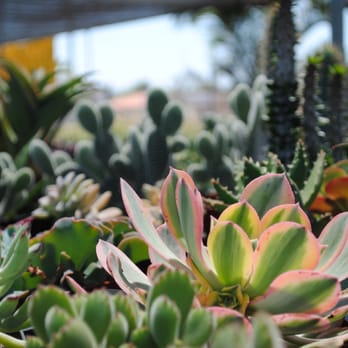 Monterey Landscape Construction - a variety of succulents - Landscaping Near Me - El Cajon, California Monterey Landscape Construction - a variety of succulents - Landscaping Near Me - El Cajon, California