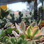 Photo of Monterey Landscape Construction
