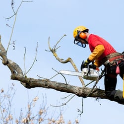 Acacia Tree Care