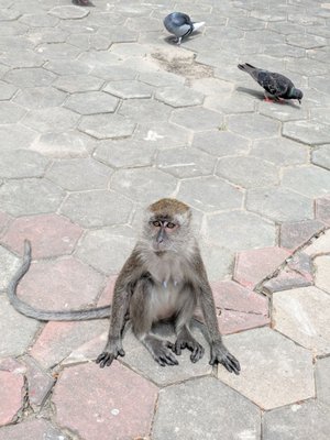Batu Caves by null