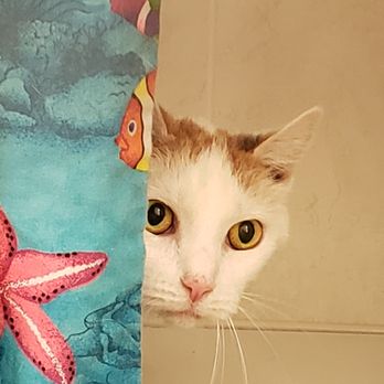 The Cat Chalet - Pet Boarding Near Me - Randolph, New Jersey