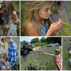 Cache Creek Lavender Farm