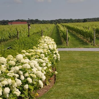Raphael Vineyard and Winery - Wine Tasting Room Near Me - Peconic, New York Raphael Vineyard and Winery - Wine Tasting Room Near Me - Peconic, New York