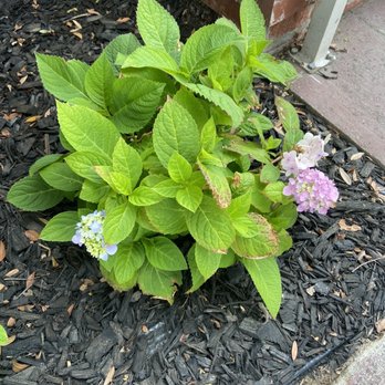 Moon Valley Nurseries - Hydrangea - Landscaping Near Me - Torrance, California