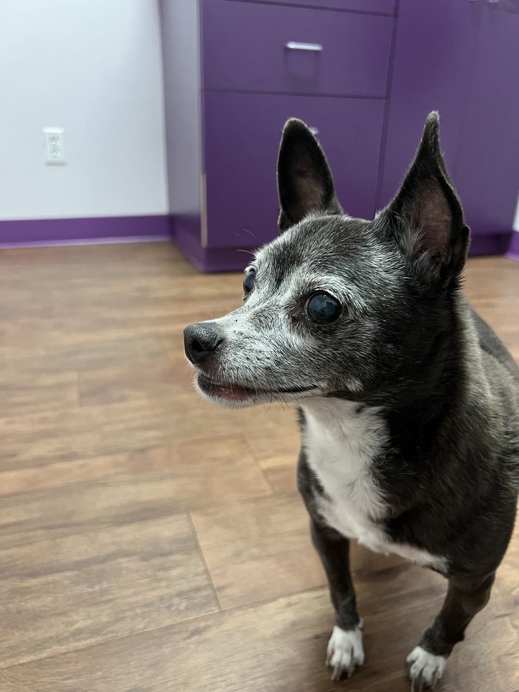 ANIMAL HOUSE VETERINARY CLINIC Updated July 2024 35 Photos & 105