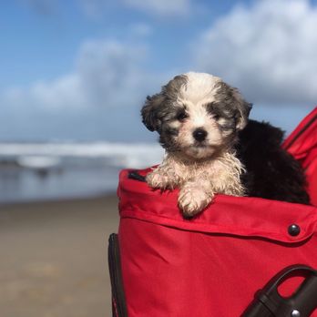 Havan Addiction - Pet Sitting Near Me - Lebanon, Oregon Havan Addiction - Pet Sitting Near Me - Lebanon, Oregon