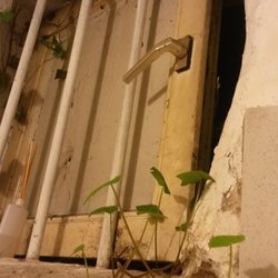 Irish Pub Finnegan - das Damen WC (also das luftige Fenster einer Kabine)