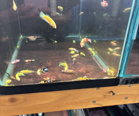 The Fin Shop by null