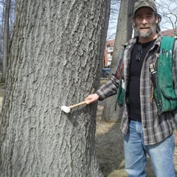 Happy Tree Consulting - Doing some tree risk assessment for Great Neck Park District.