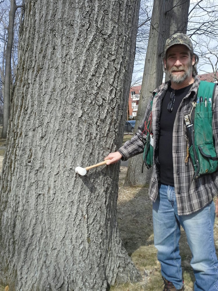 Happy Tree Consulting - tree service in Brooklyn, NY