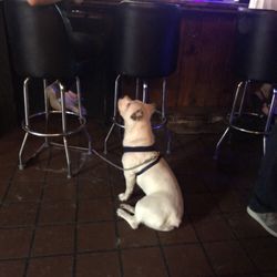 The Brickyard - Dog friendly